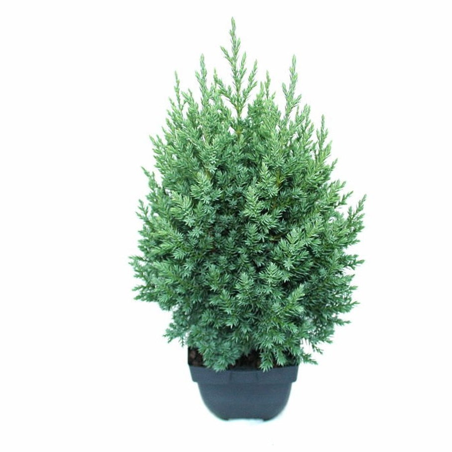 Kinesisk en – Juniperus chinensis 'Stricta' - C2